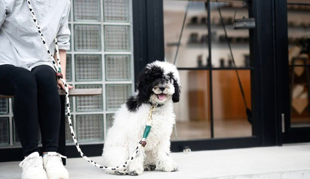 Cow pattern 2WAY ROPE LEAD