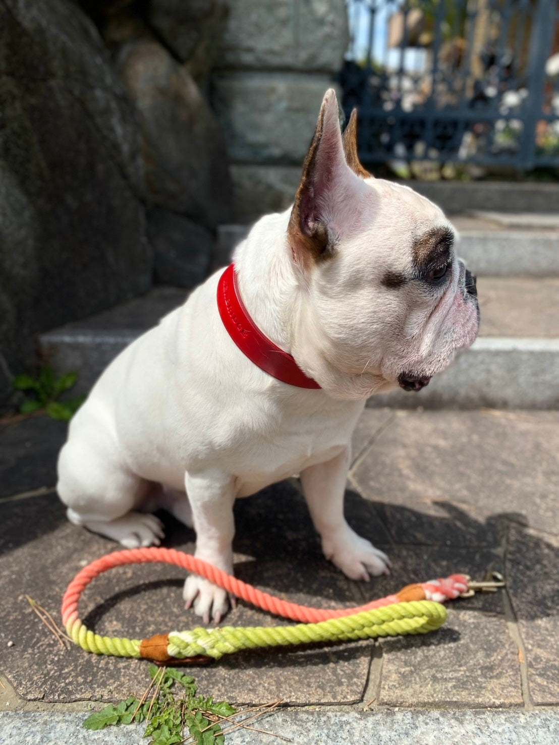 犬用レザー首輪とリードを付けた犬