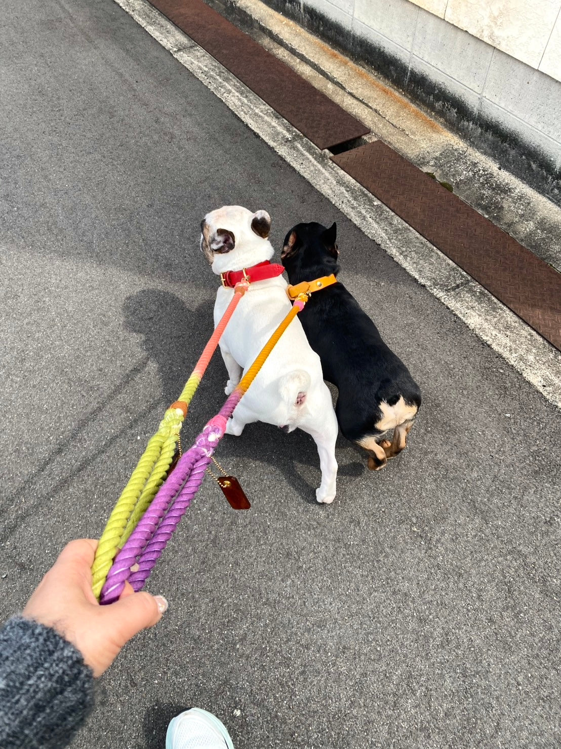犬用レザー首輪とリードを付けた犬